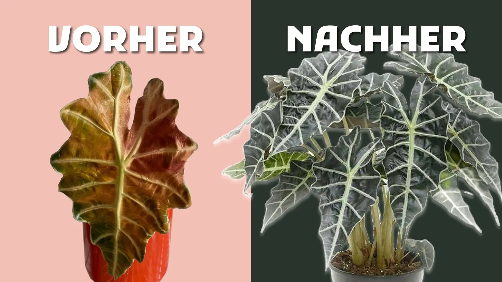 Alocasien Hilfe