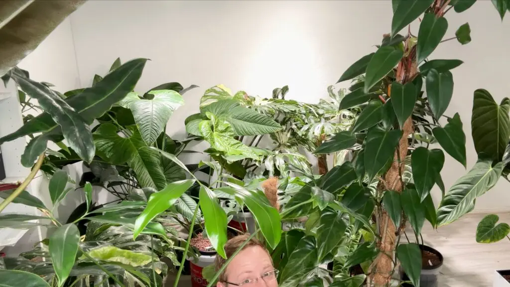 Philodendron Red Emerald