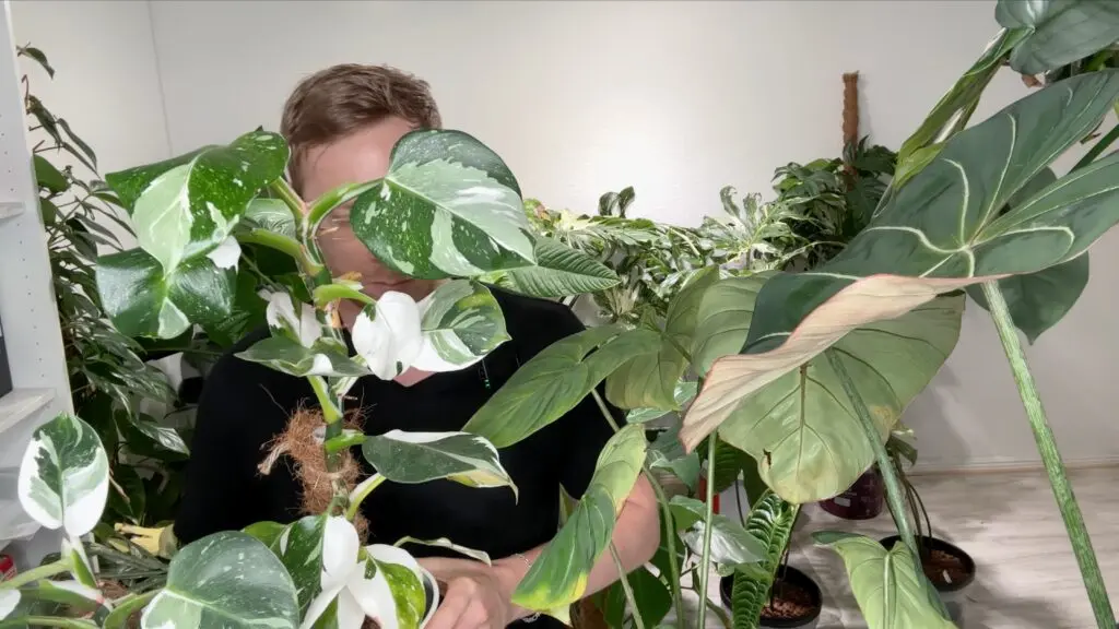 Philodendron White Wizard