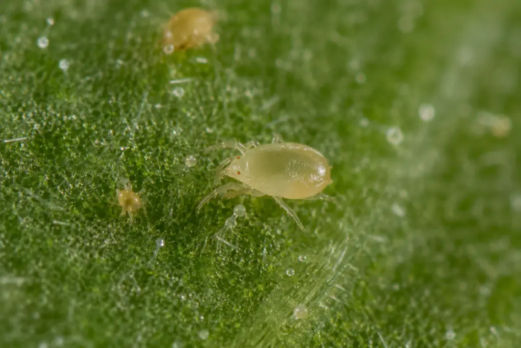 Raubmilbe Amblyseius cucumeris