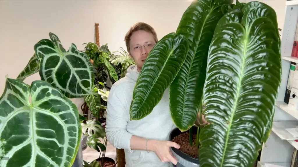 Anthurium Veitchii