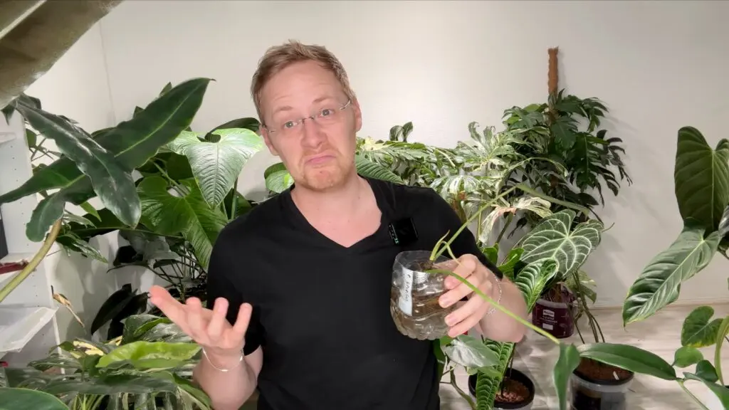 Philodendron Spiritus Sancti