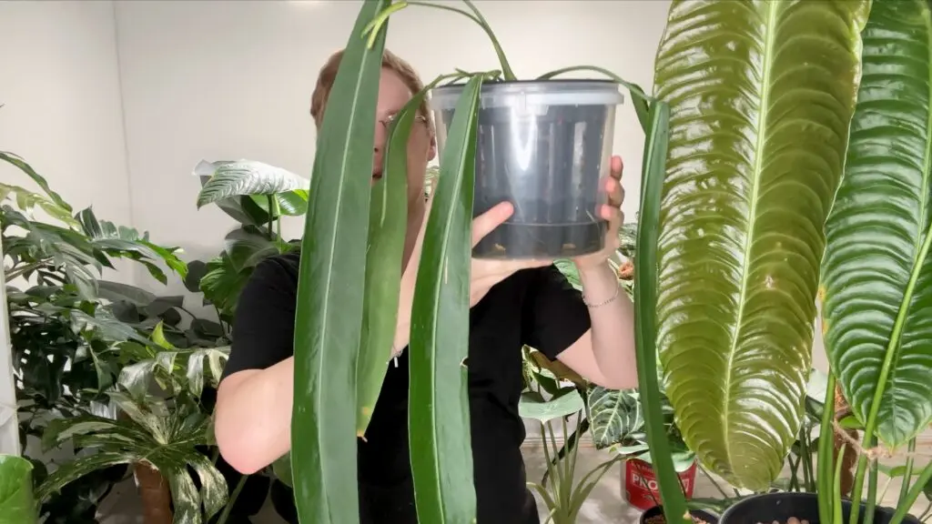Anthurium Pallidiflorum