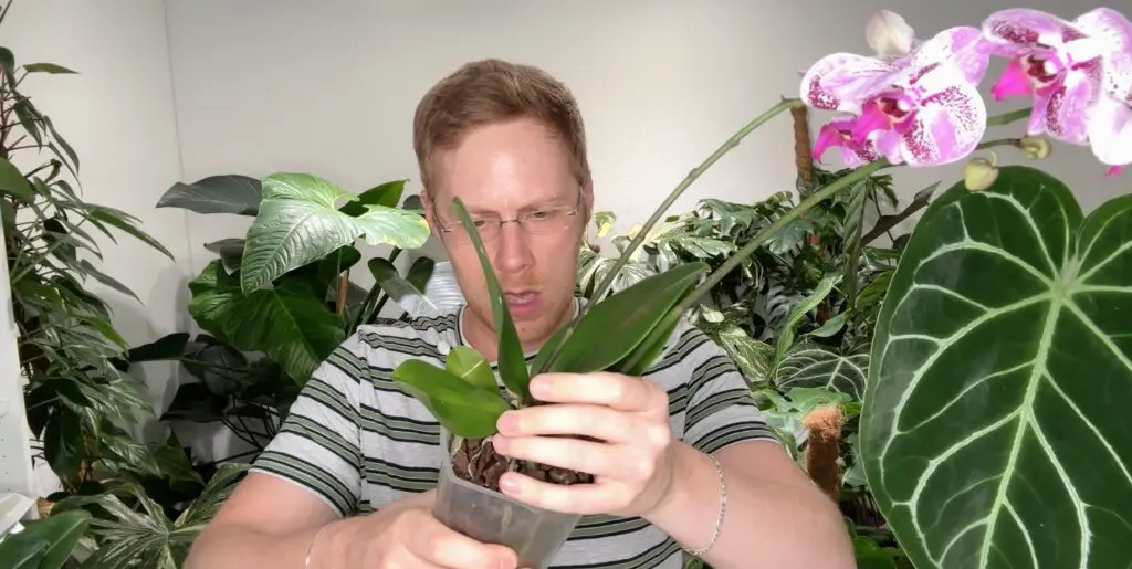 Phalaenopsis-Orchideen