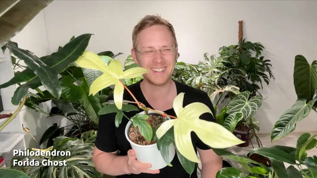 Philodendron Florida Ghost