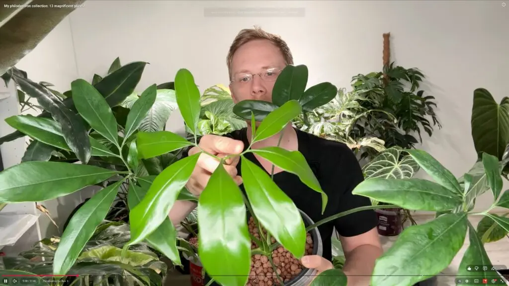 Philodendron Fun Bun