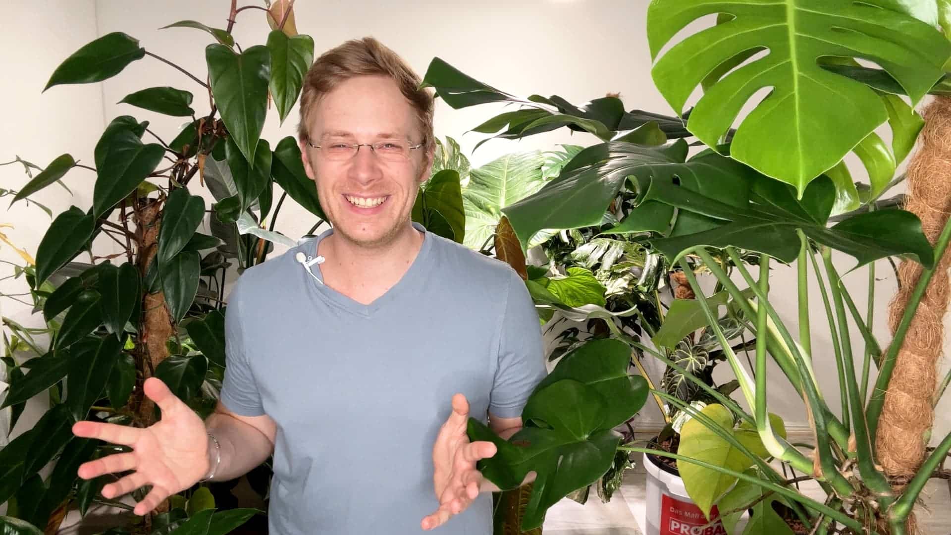Pflegeleichte Zimmerpflanzen