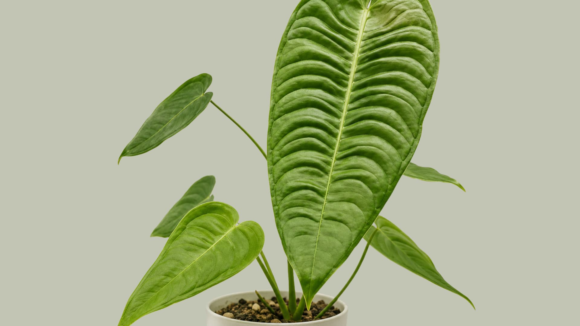 Anthurium Veitchii