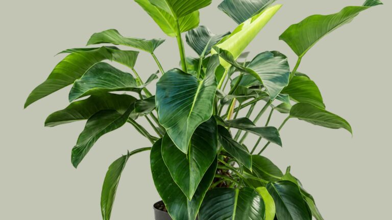 Philodendron Green Beauty