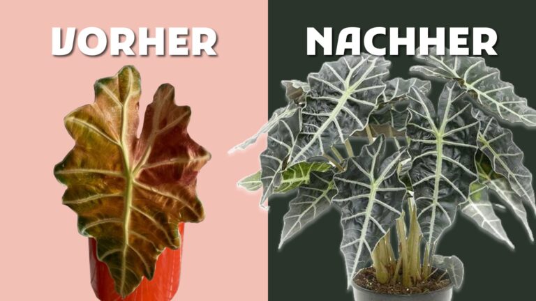 Alocasien Hilfe