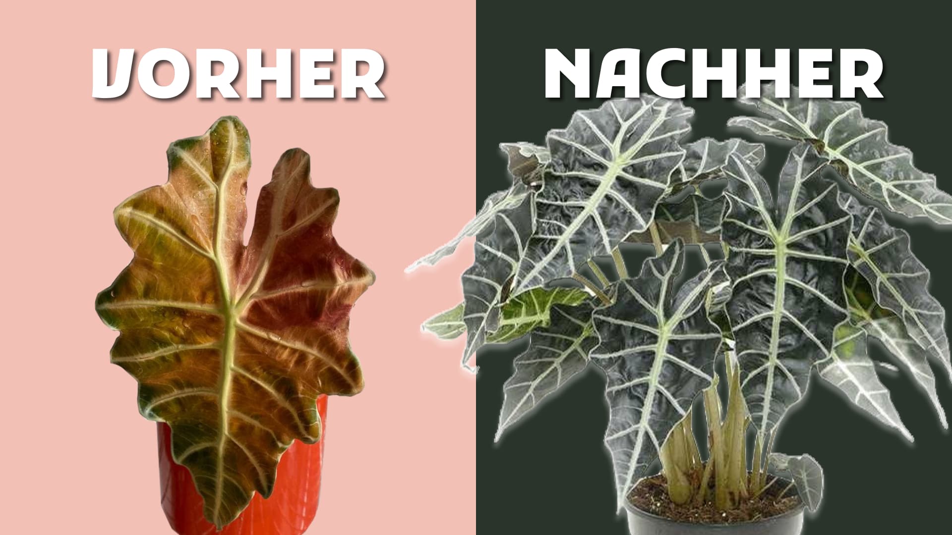 Alocasien Hilfe