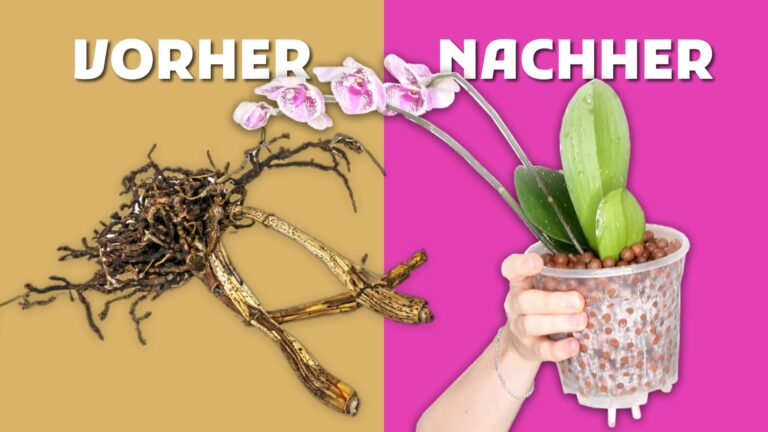 Orchidee in Semi-Hydro