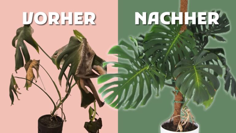 Monstera Pflege
