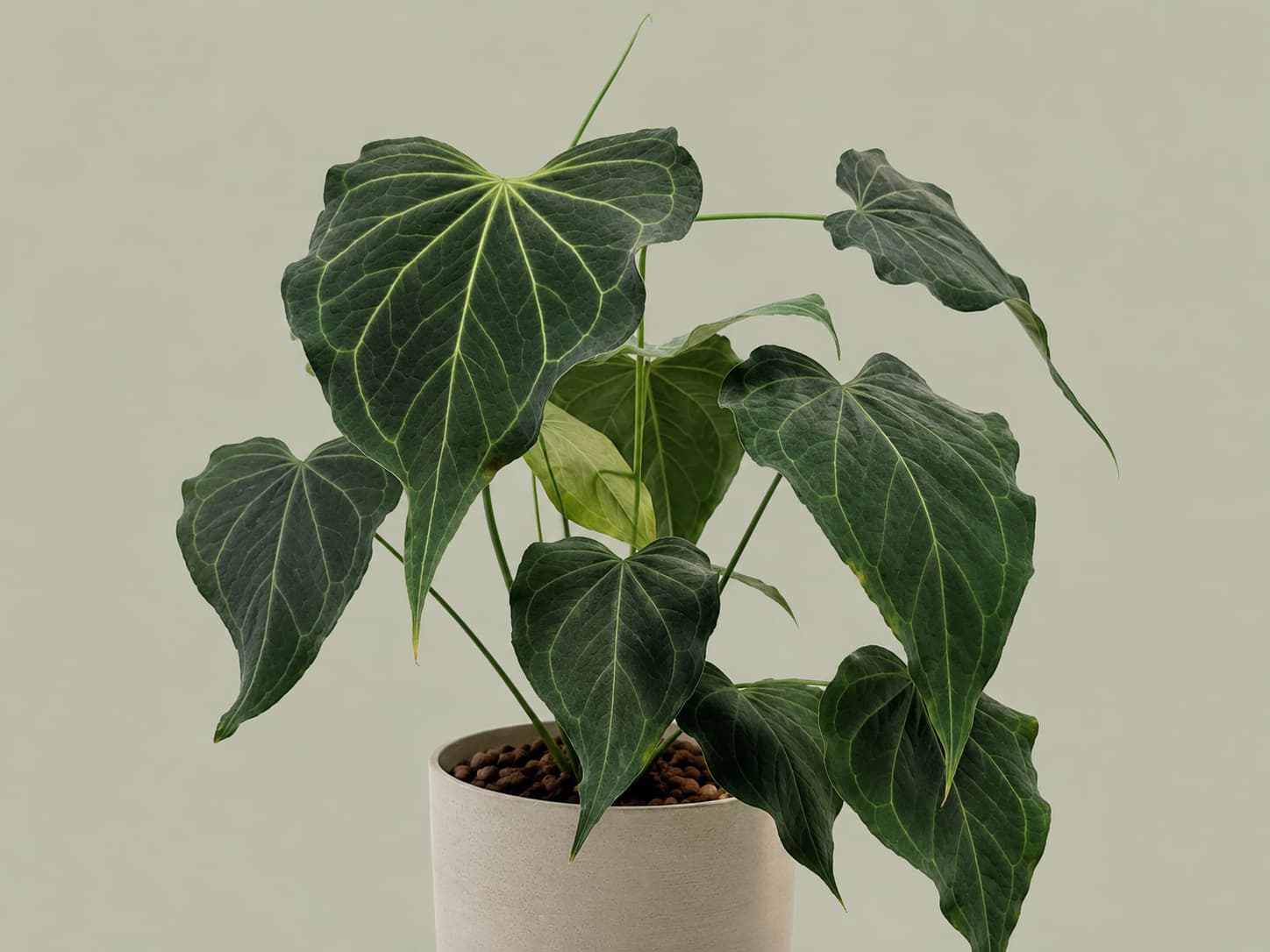 Anthurium Delta Force