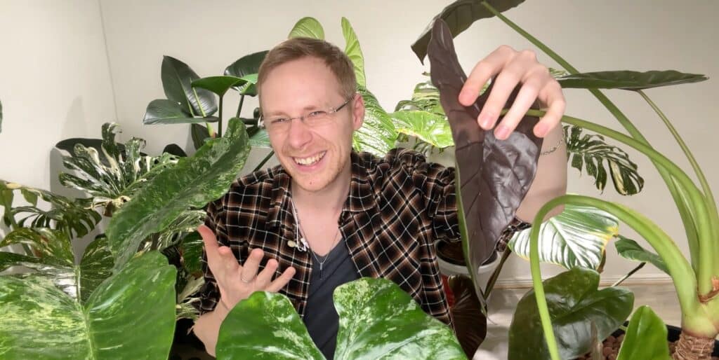 Alocasia wentii