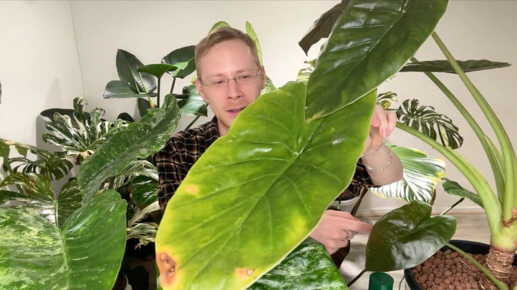 Alocasia wentii - gelbes Blatt
