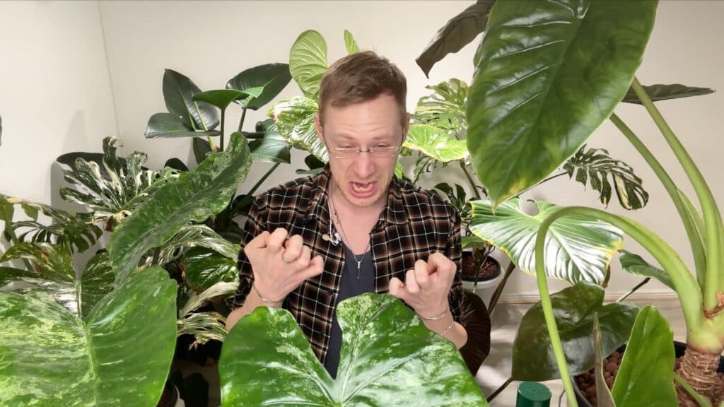 Alocasia wentii