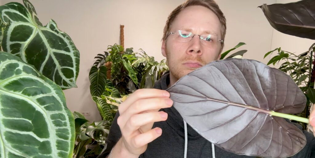 Alocasia Wentii