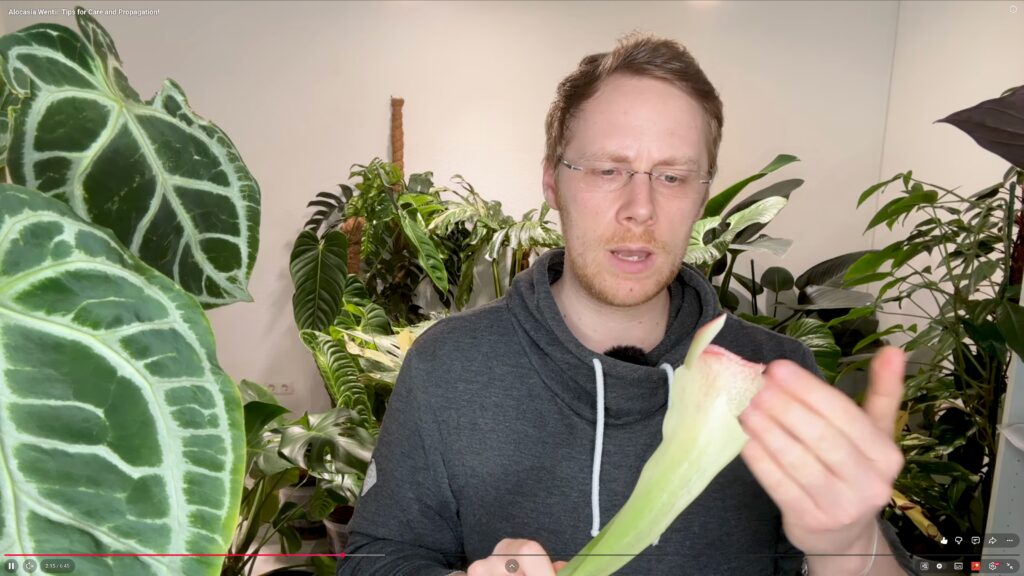 Alocasia Wentii