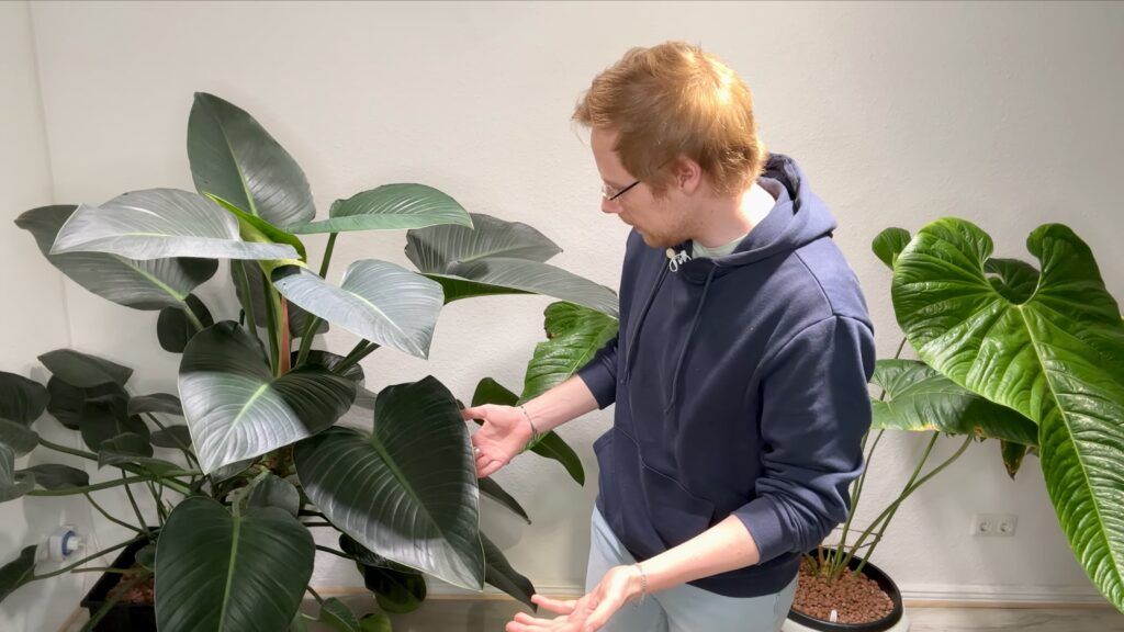 Philodendron Green Beauty