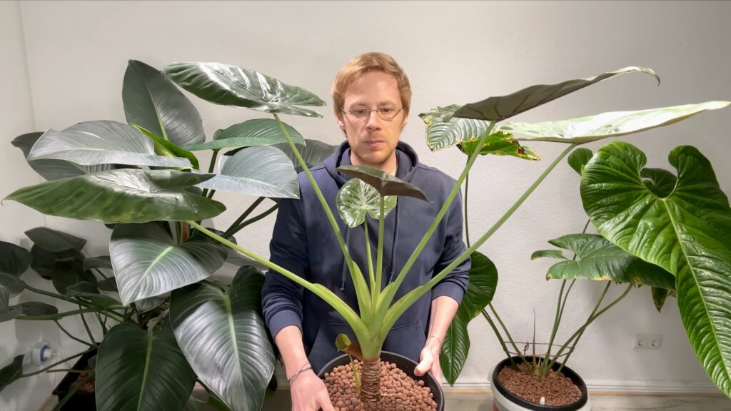 Alocasia Wentii