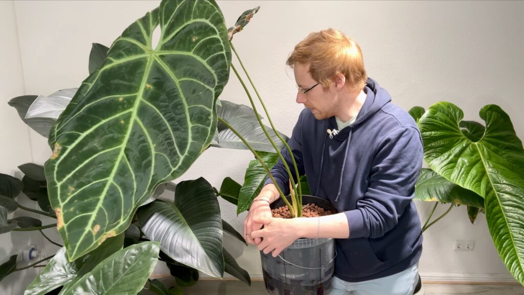 Anthurium Regale x Crystallinum