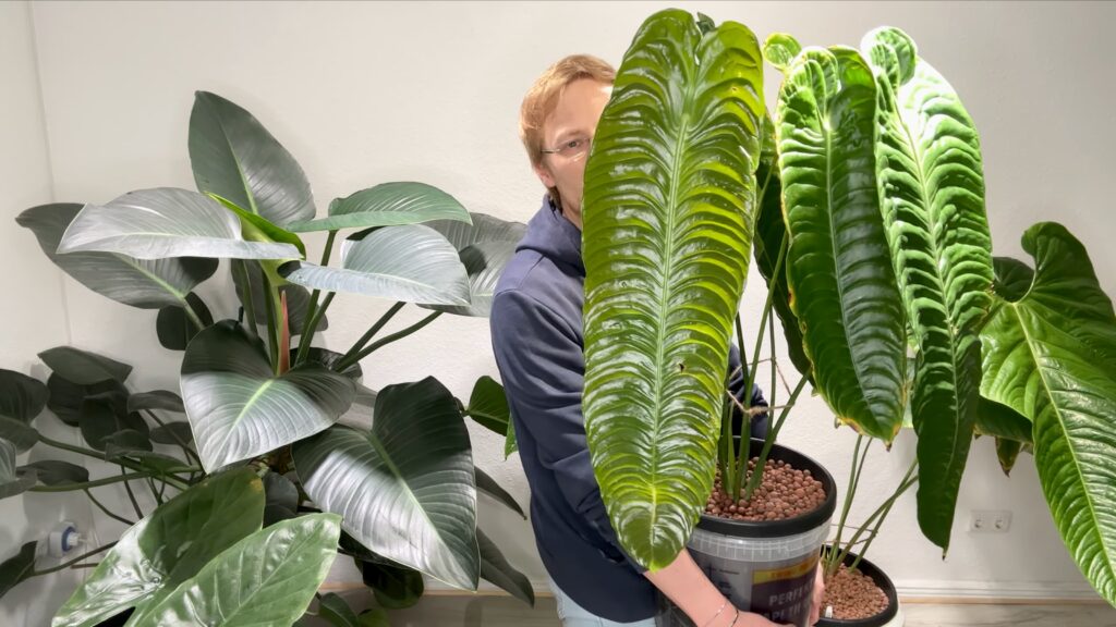 Anthurium Veitchii
