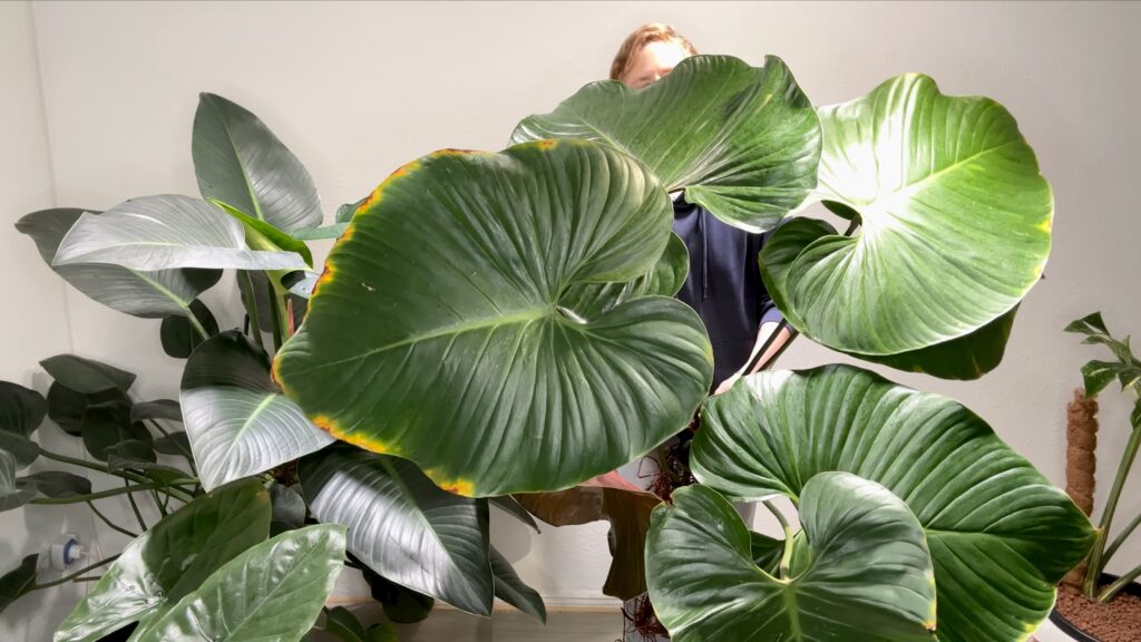 Philodendron Lynamii