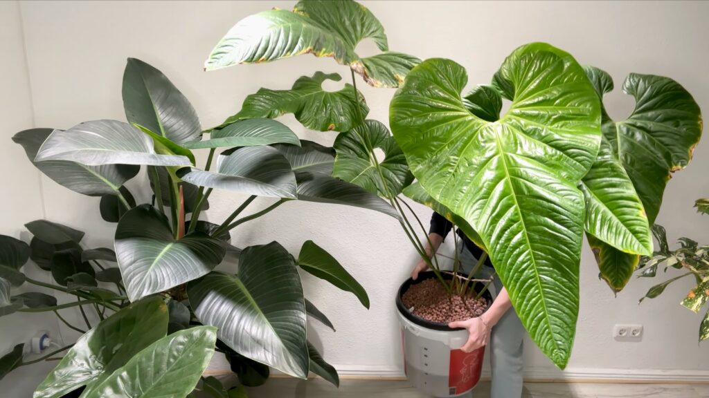 Anthurium Insigne Giganteum