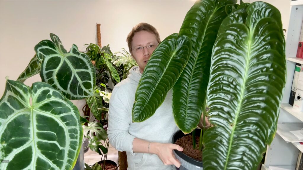 Anthurium Veitchii