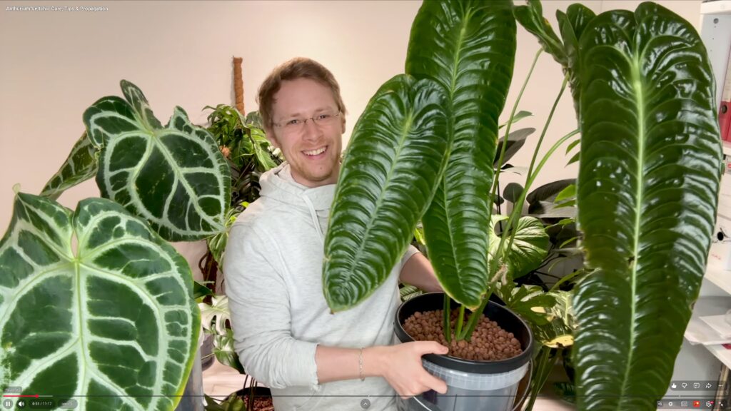 Anthurium Veitchii