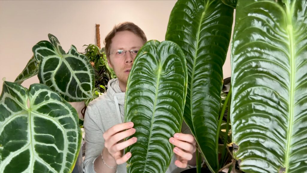 Anthurium Veitchii