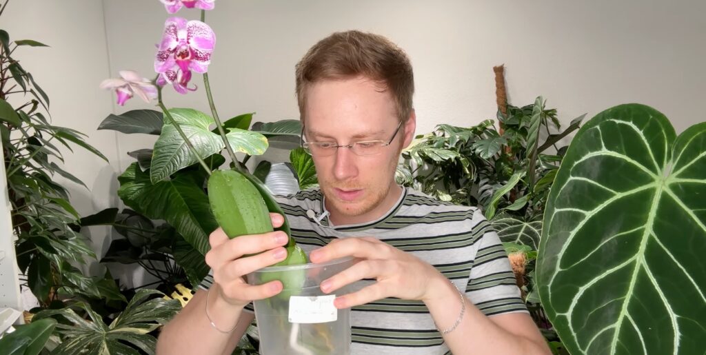 Phalaenopsis-Orchideen
