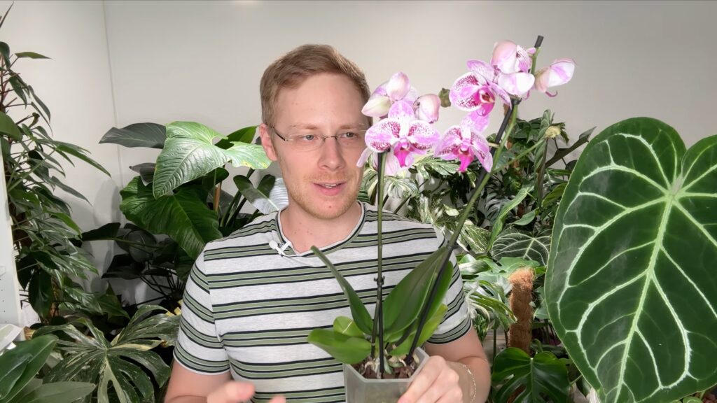 Phalaenopsis-Orchideen