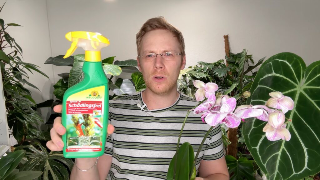 Phalaenopsis-Orchideen