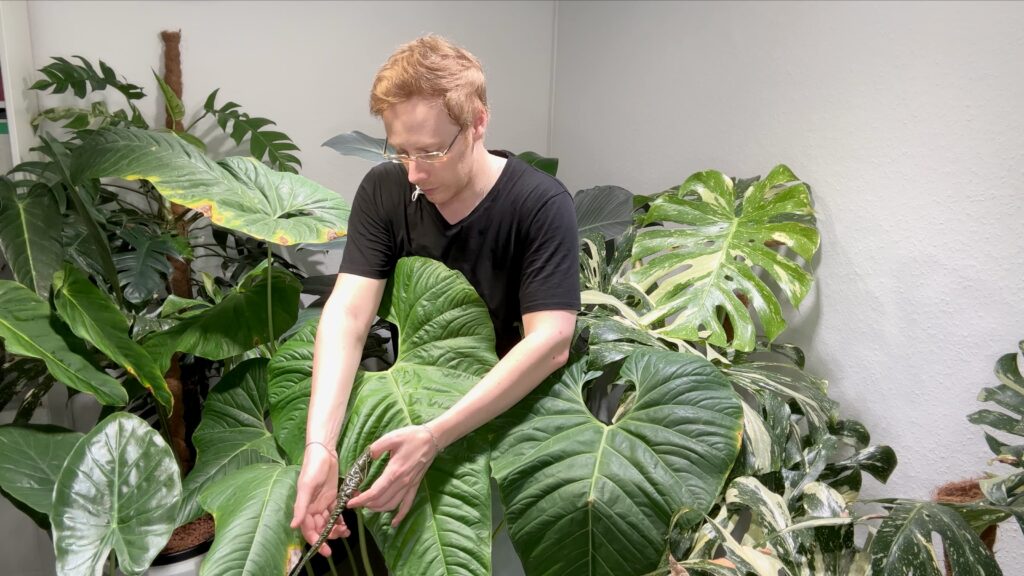 Anthurium Insigne Gigante