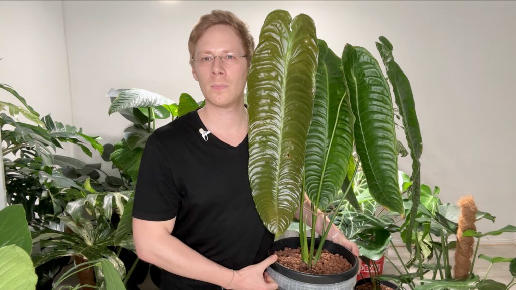 Anthurium Veitchii