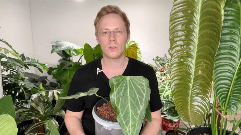 Anthurium Delta Force