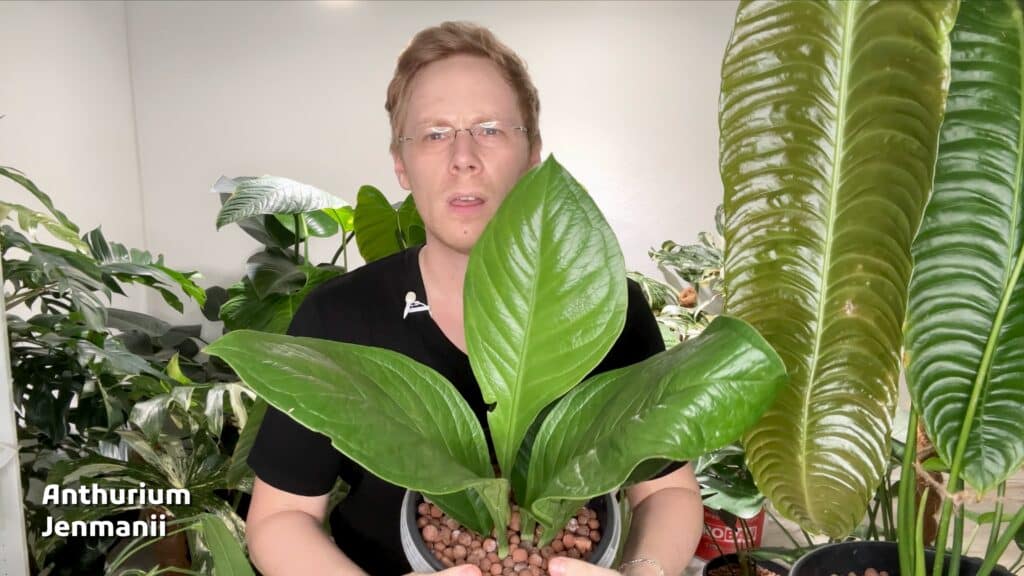 Anthurium Jenmanii