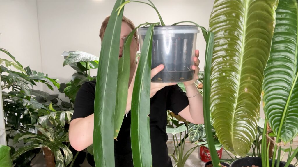 Anthurium Pallidiflorum