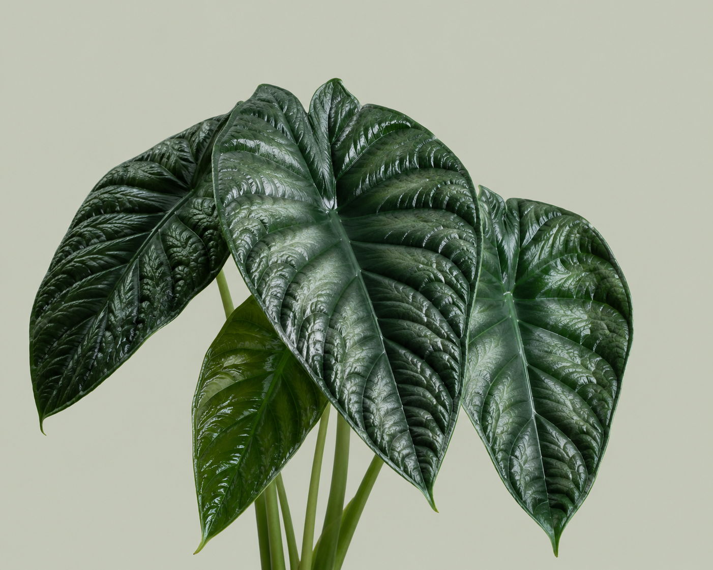 Alocasia Wentii