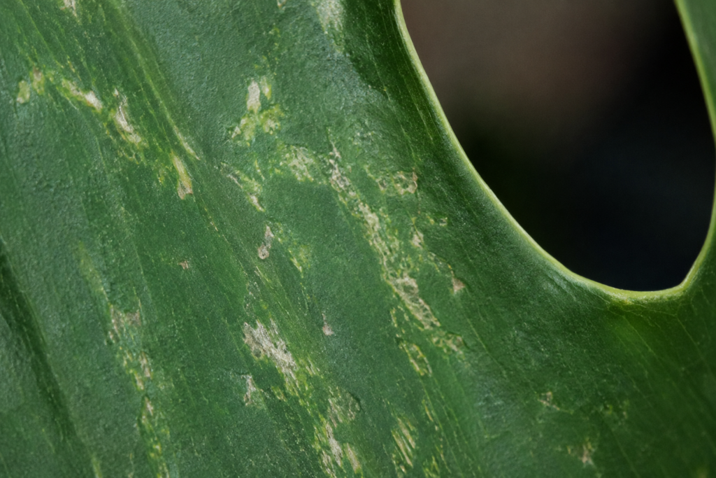 Thripse Schaden auf einem Monstera Deliciosa Blatt