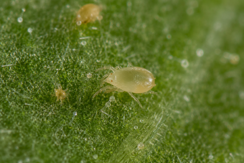 Raubmilbe Amblyseius cucumeris