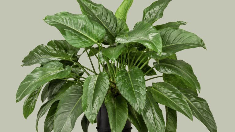 Philodendron Imperial Green