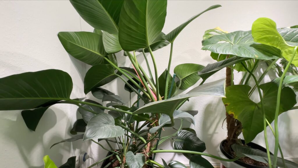 Philodendron Imperial Green
