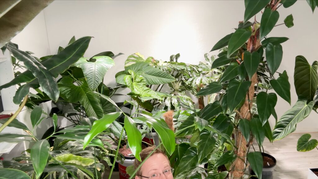 Philodendron Red Emerald
