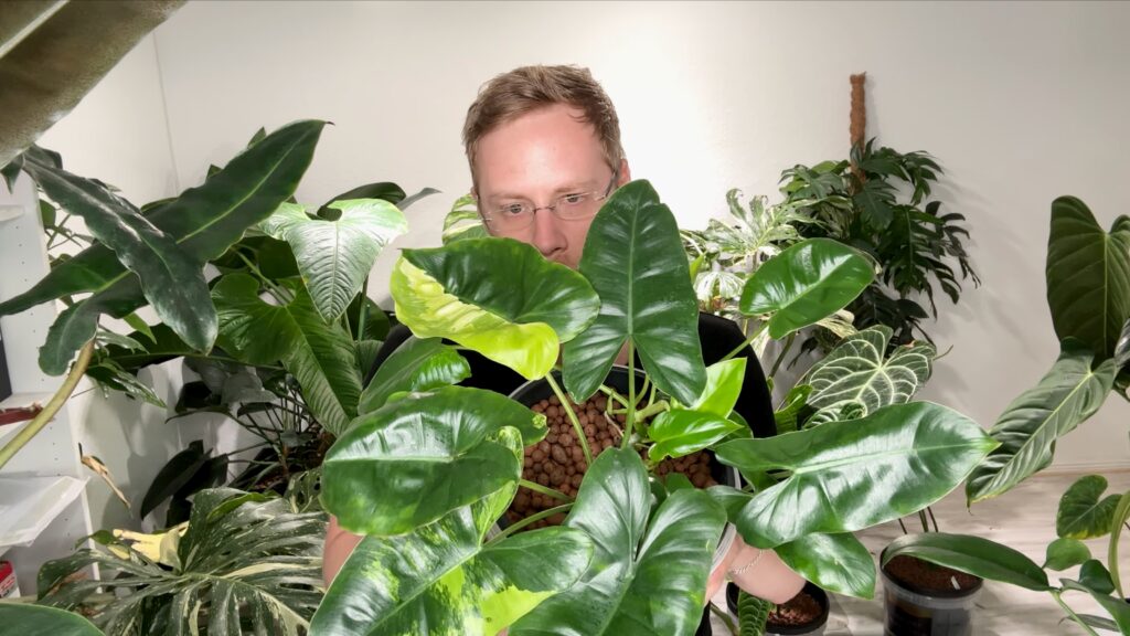 Philodendron Florida Beauty