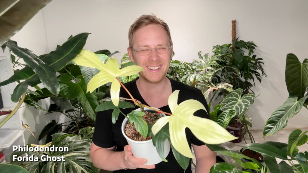 Philodendron Florida Ghost