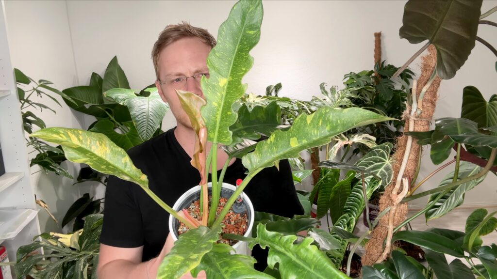 Philodendron Ring of Fire