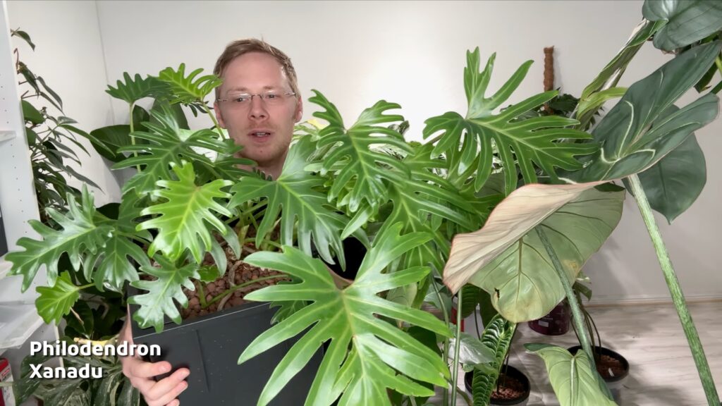 Philodendron Xanadu